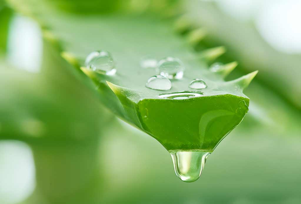 محصولات آلوئه ورا و ویژگی های آنها